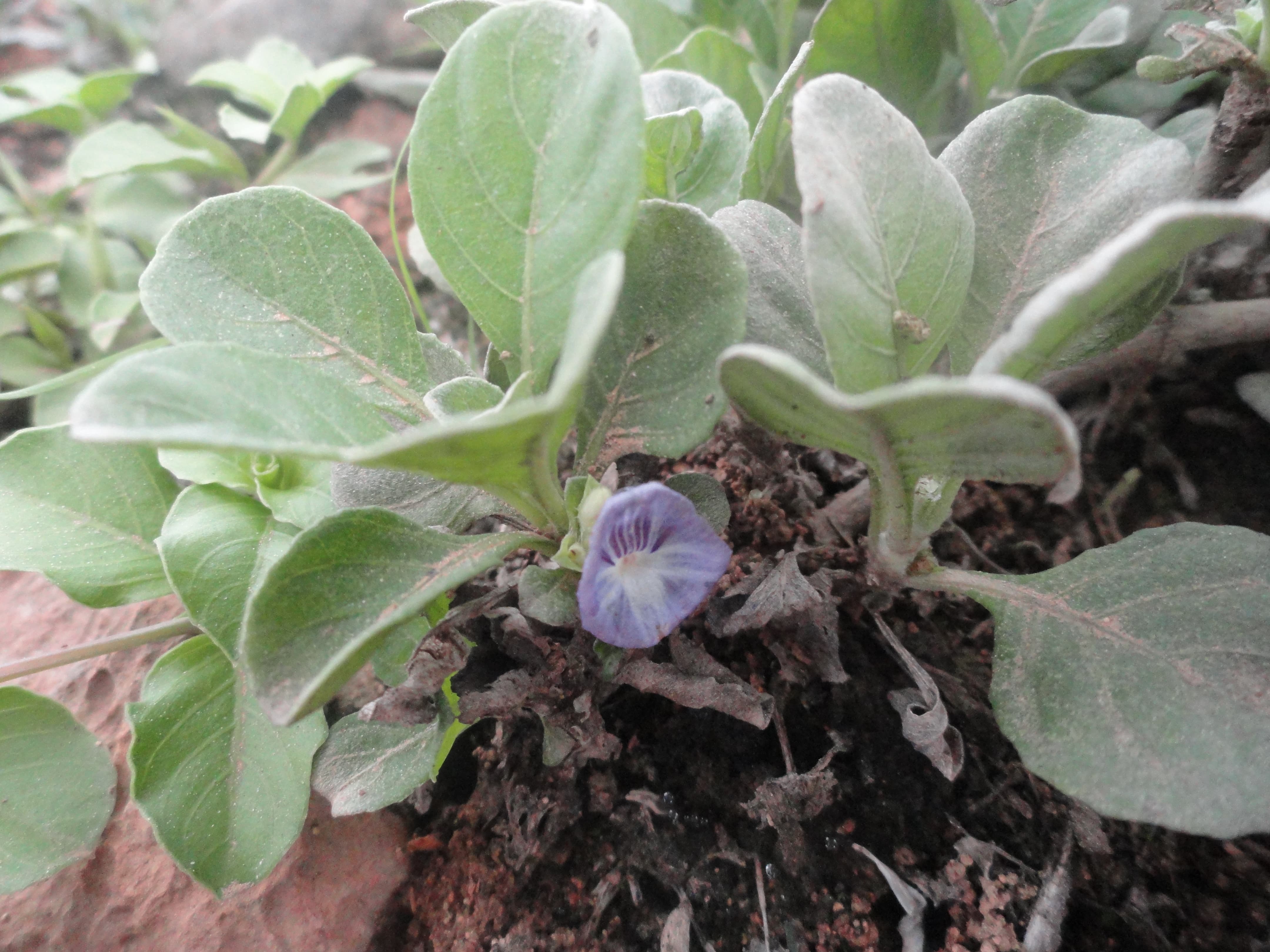 Plant Image